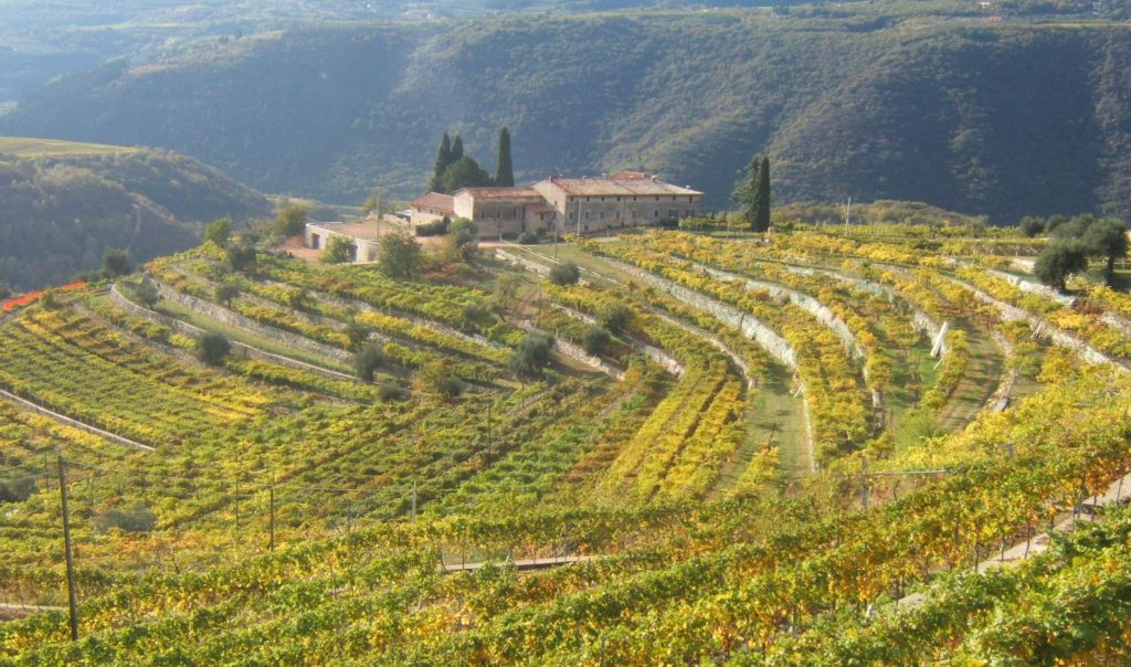 The beautiful vineyards of Valpolicella